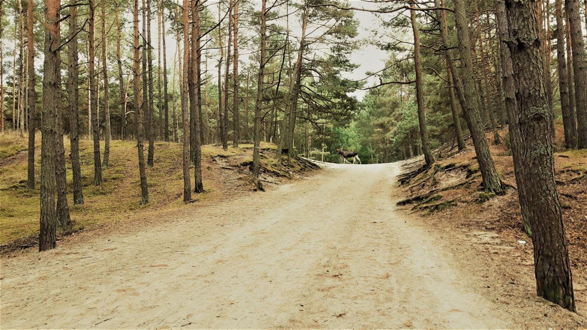 Dom Wczasowy Janina Mikoszewo Bagian luar foto
